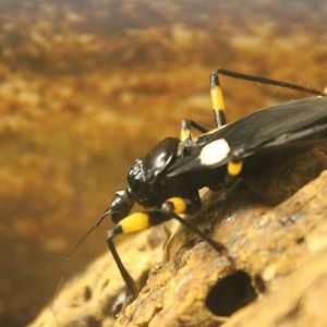 Platymeris biguttata