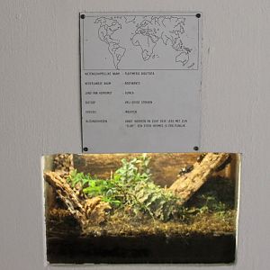 Sign and enclosure Platymeris biguttata