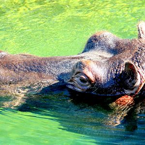 Hippopotamus; Pairi Daiza; 11th September 2018