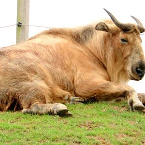 Golden takin; Pairi Daiza; 12th September 2018