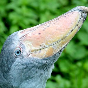 Shoebill; Pairi Daiza; 12th September 2018