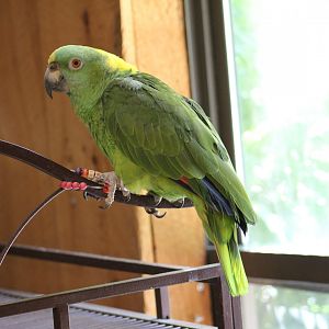 Yellow-Naped Amazon