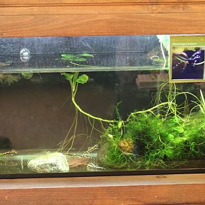 Kaiser's Spotted Newt Terrarium