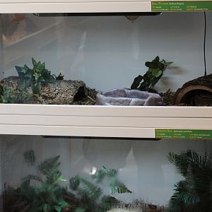 Snake Terrariums