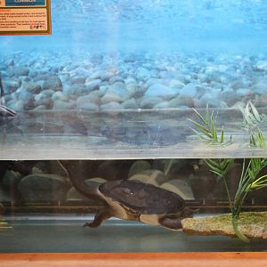Eastern Snake-Necked Turtle Terrarium Part 1