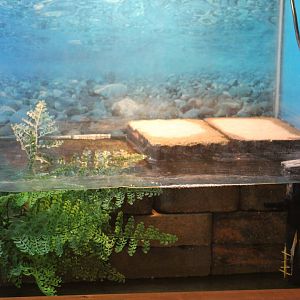 Eastern Snake-Necked Turtle Terrarium Part 2