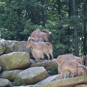 Barbary Sheep Herd