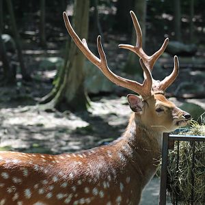 Sika Deer