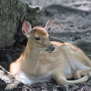 Sika Deer Fawn