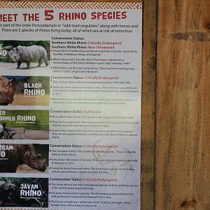 Rhino Species Sign