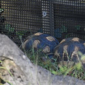 Ploughshare Tortoise