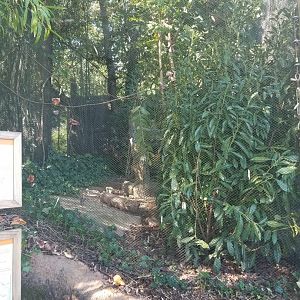 Blue-crowned Laughingthrush + Edward's Pheasant Exhibit