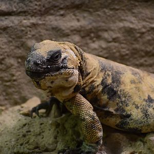 San Esteban Island Chuckwalla