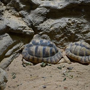 Egyptian Tortoise