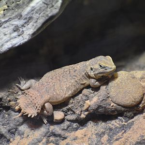 Taylor's Shield-tailed Agama