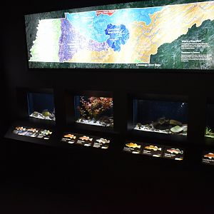 Tennessee's Amazing Darters Exhibit