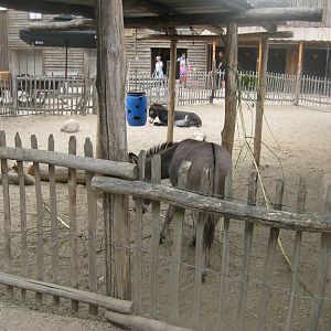Ree Park - The farm - Donkey exhibit