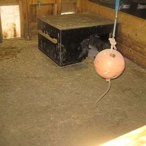 Ree Park - The farm - Pig stables