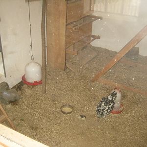 Ree Park - The farm - Chicken stables