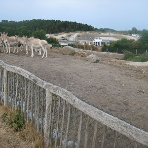 Ree Park - Asian plain