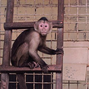 Young weeper capuchin