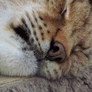 Eurasian lynx closeup