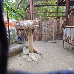 Eurasian lynx exhibit