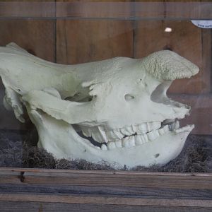 Rhinoceros Skull