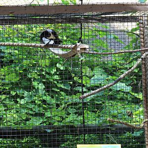 African Pied Crow Cage