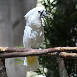 Umbrella Cockatoo