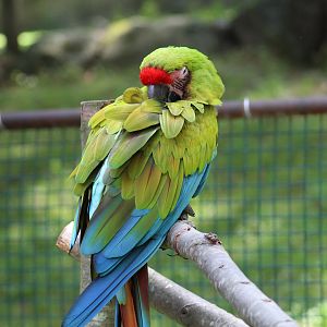 Military Macaw