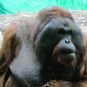 Bornean orangutan