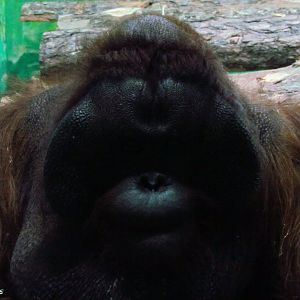 Bornean orangutan