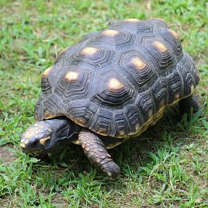 Red-Footed Tortoise