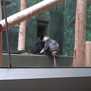 Philadelphia Zoo Douc Langur with Francois Langur
