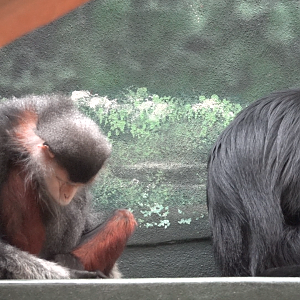 Philadelphia Zoo Douc Langur and Francois Langur Asleep Together