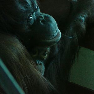 Bornean orangutans, September 2018