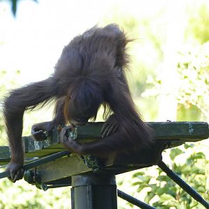 Bornean orangutan, September 2018