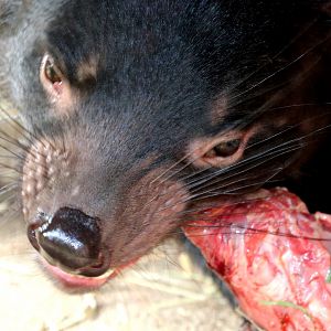Tasmanian devil eating; Planckendael; 9th September 2018