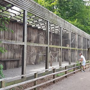 Part Barbary monkey-enclosure