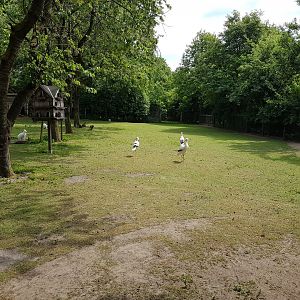 Wallaby - Stork enclosure