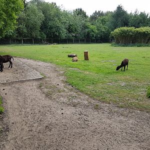 Domestic animals-enclosure