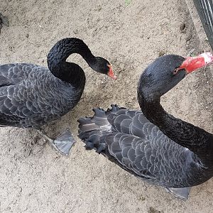 Black swans