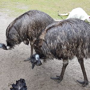 Emus and Wallaby