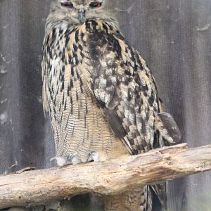 European eagle-owl