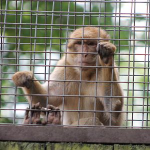 Barbary monkey