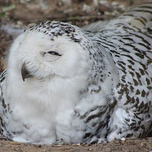 Snowy owl