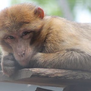 Barbary monkey
