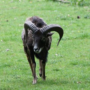 Mouflon