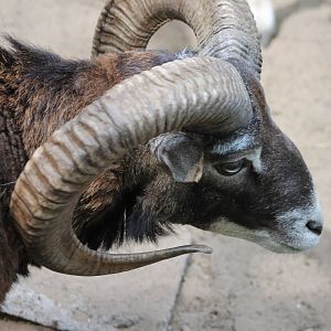 Mouflon